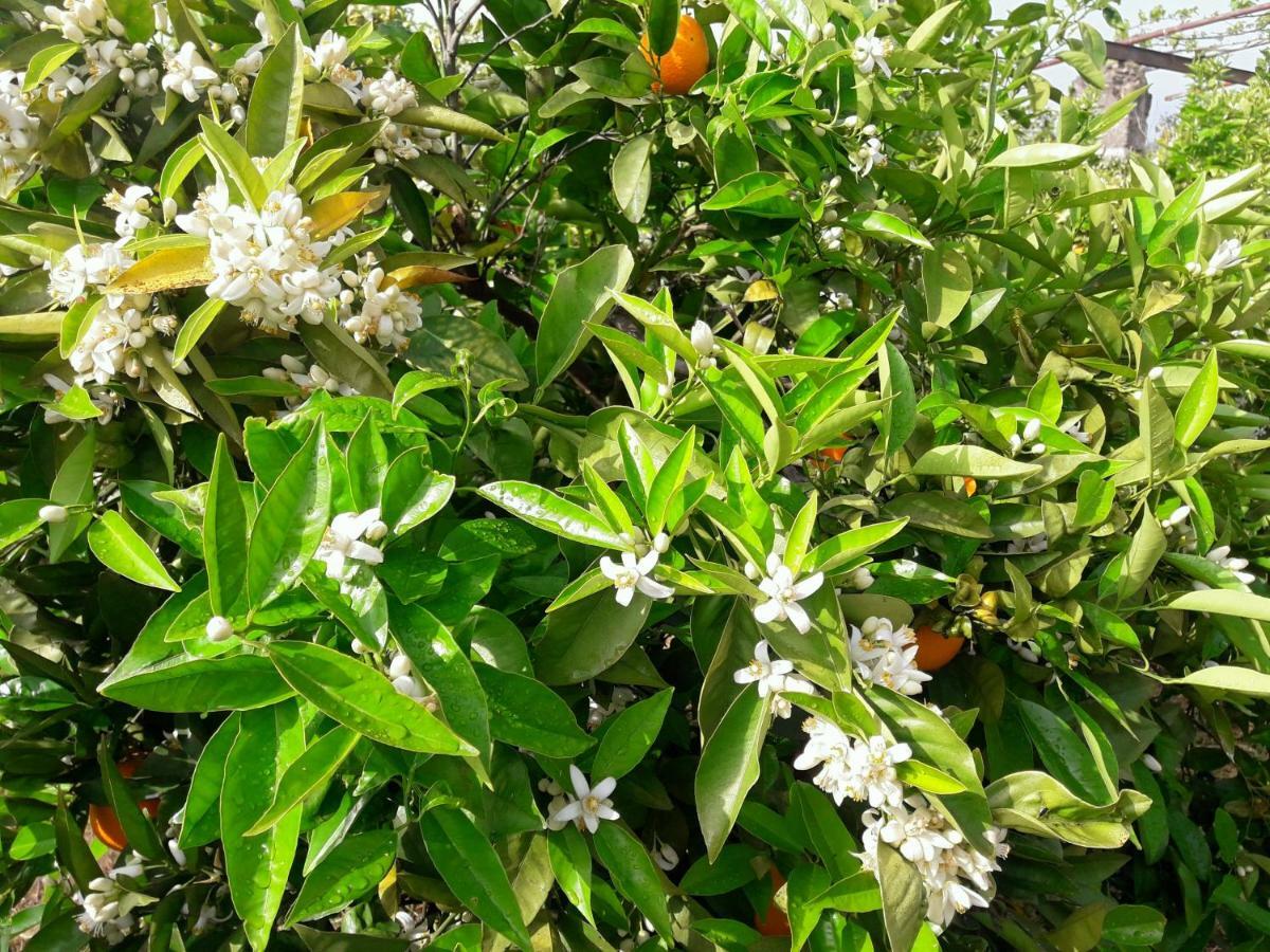 بيزارا Casa Rural La Estrella المظهر الخارجي الصورة